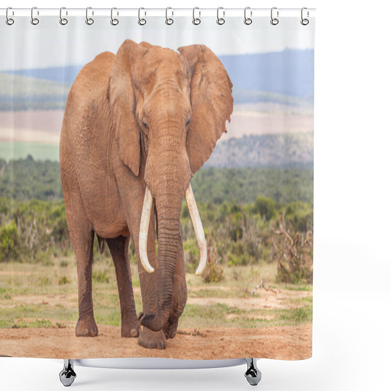 Personality  A Magnificent 'tusker' Bull Elephant In The Addo Elephant National Park, In South Africa. Shower Curtains