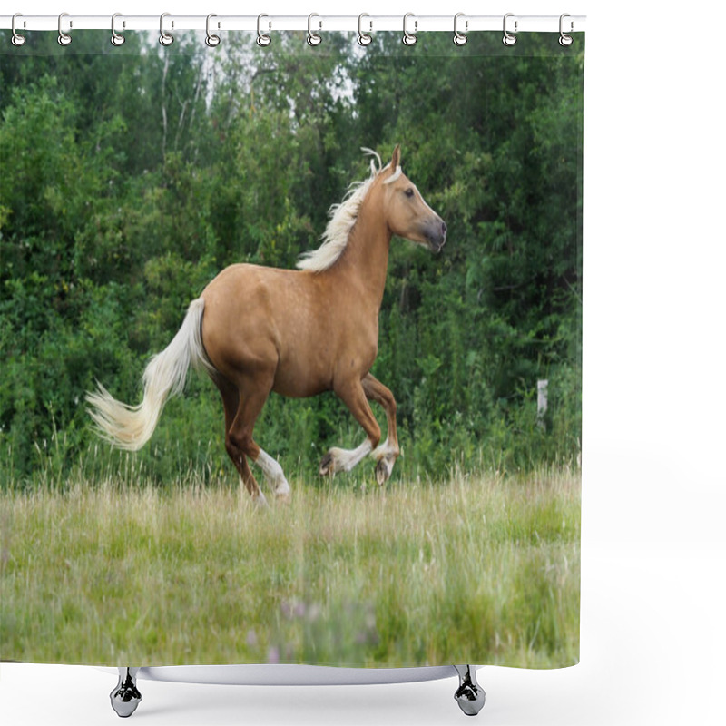 Personality  A Pretty Palomino Welsh Pony Canters Through A Paddock. Shower Curtains