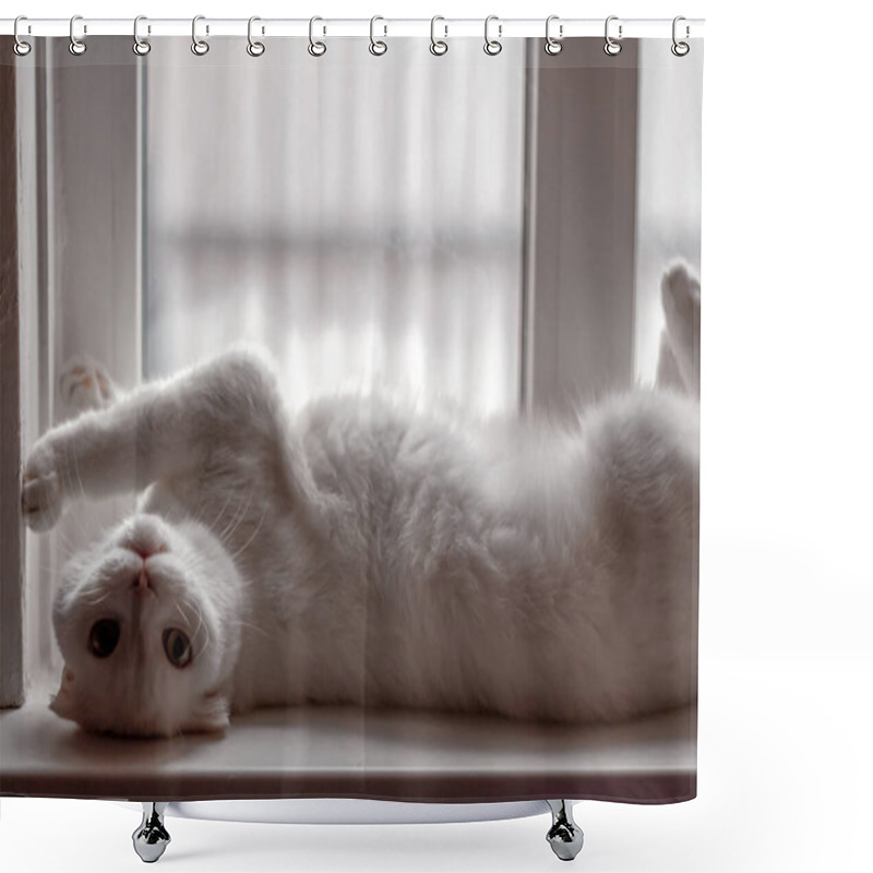 Personality  White Fluffy Scottish Fold Cat Lies Lazily On The Windowsill In The Morning Shower Curtains