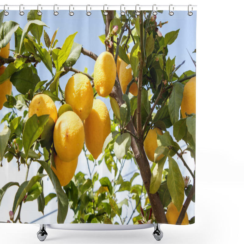 Personality  Lemon Tree Branch With Leaves On Blue Sky Shower Curtains