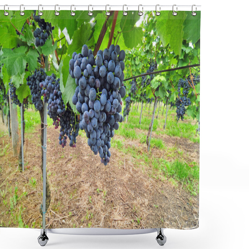 Personality  Red Grapes Shower Curtains