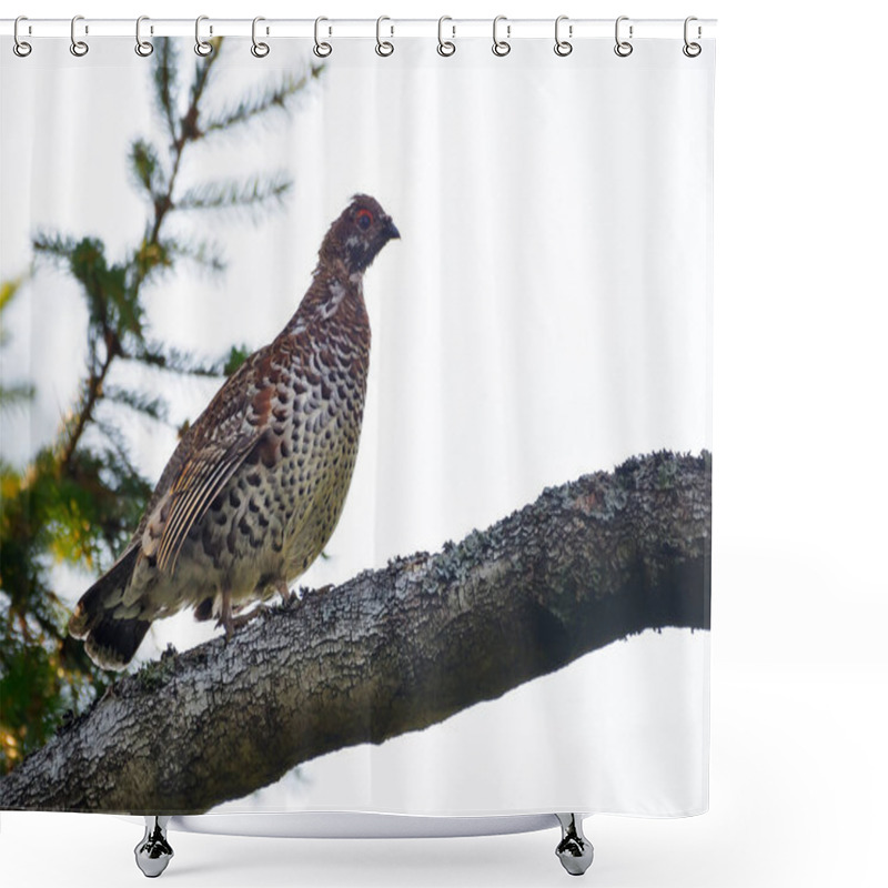 Personality  Male Hazel Grouse (Tetrastes Bonasia) Perched On The Birch Branch High Above The Ground In Dark Forest  Shower Curtains