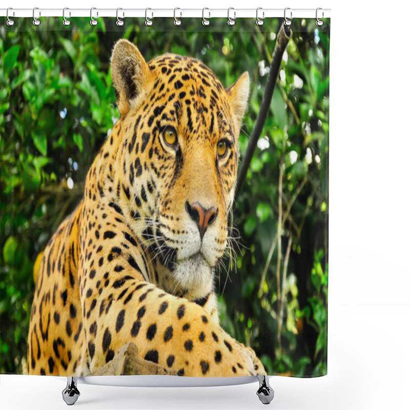 Personality  Adult Jaguar Shower Curtains