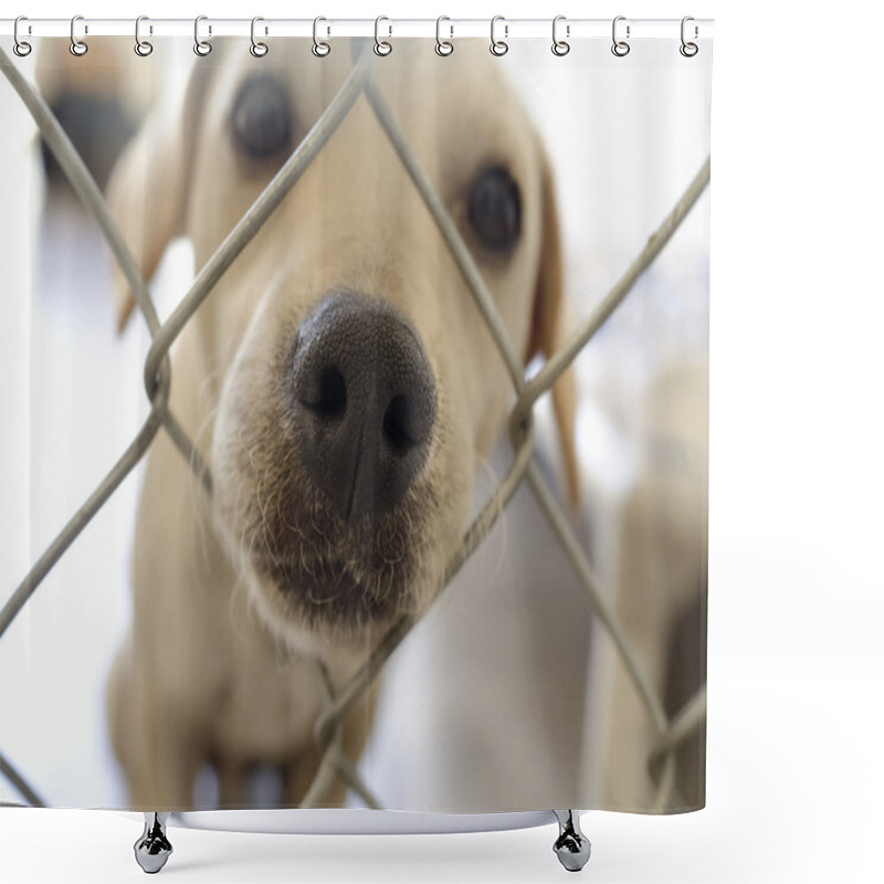 Personality  Shelter Dog Shower Curtains