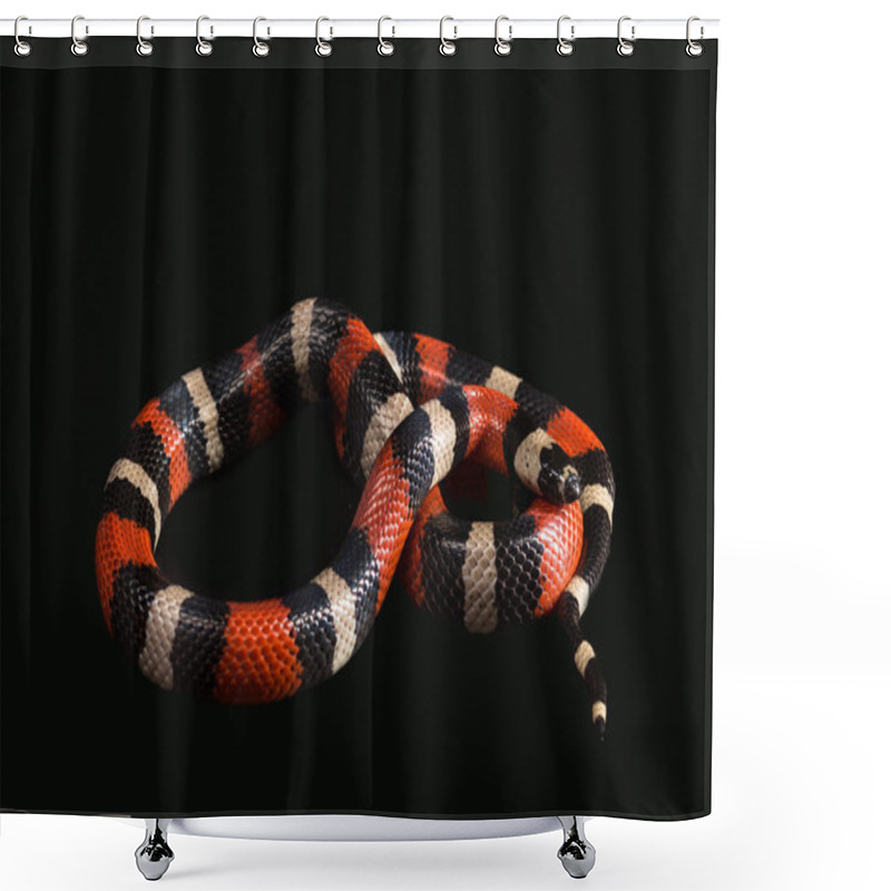 Personality  Pueblan Milk Snake  Shower Curtains