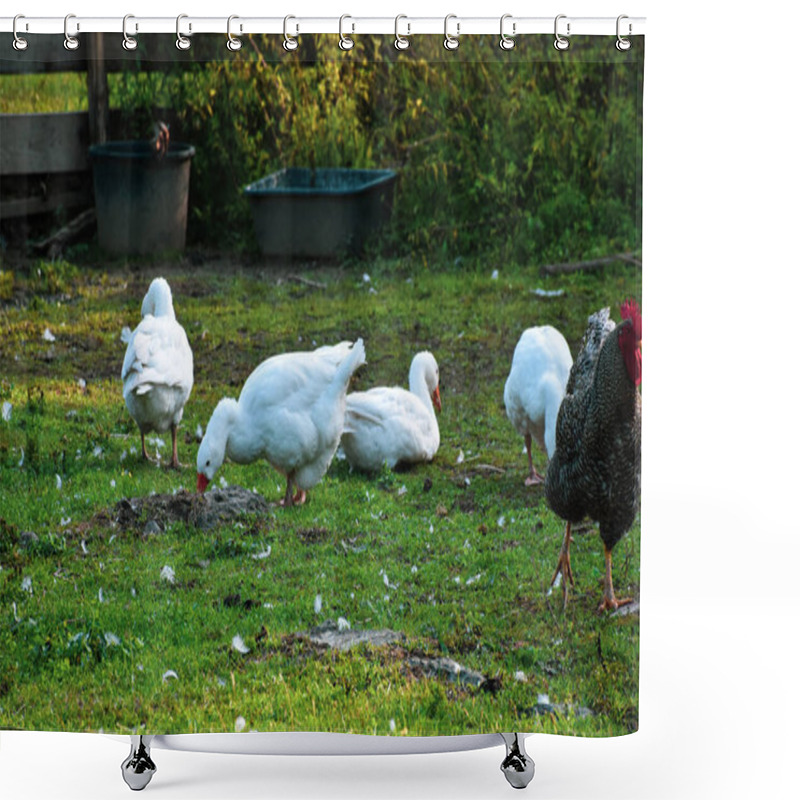 Personality  In The Country Yard, Near The Watering Hole And Food, Geese And A Rooster Roam Freel Shower Curtains