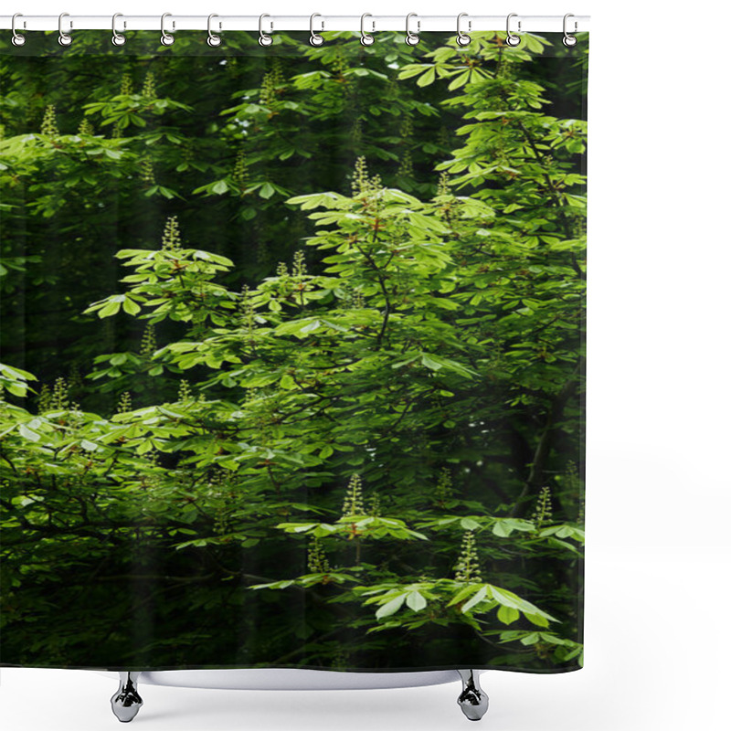 Personality  Beautiful Blossoming Green Chestnut Tree Shower Curtains