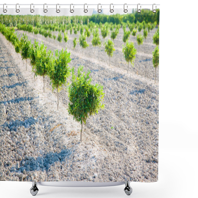 Personality  Baby Orange Tree Field In A Row Shower Curtains