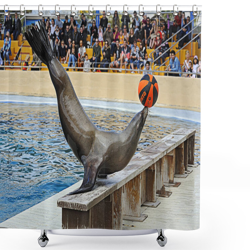 Personality  Seals At Marineland Park Shower Curtains