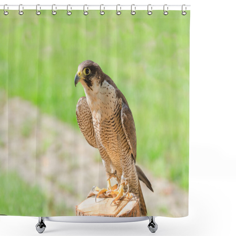 Personality  Trained Domesticated For Hunt Raptor Bird Hawk Or Falcon Shower Curtains