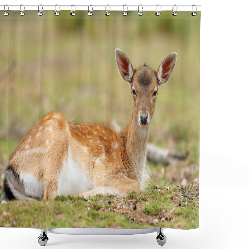 Personality  Fallow Deer Calf Relaxing Shower Curtains