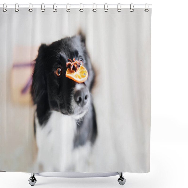 Personality  Border Collie Dog Posing At The Christmas Decoration. Shower Curtains