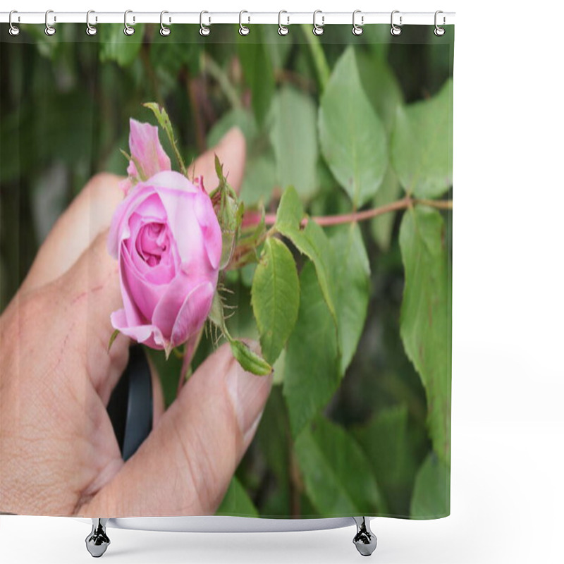 Personality  Close Up Of Beautiful Pink Rose Single Flower Bud On Bush Held In Person Fingers To Smell Green Leaves The Delicate Petals Roses And Sweet Perfume In Full Bloom Head In Summer In English Garden Shower Curtains