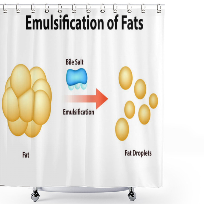 Personality  Fat Emulsification And Fat Digestion, 3d Rendering Shower Curtains