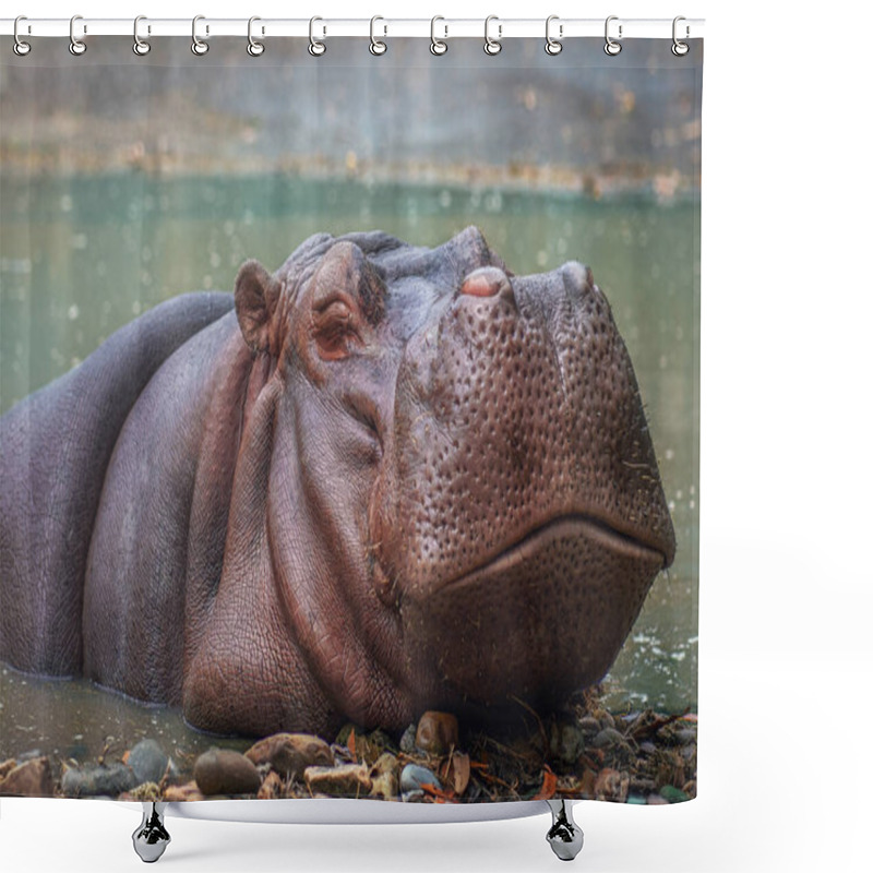 Personality  Hippopotamus On Water (Hippopotamus Amphibius) Shower Curtains