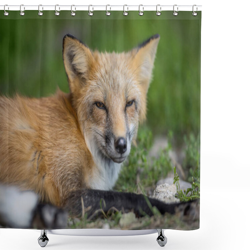 Personality  Red Fox In Nature (Vulpes Vulpes) Shower Curtains