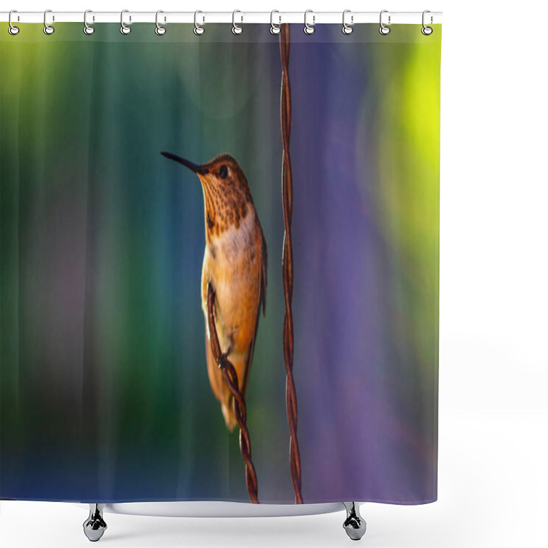 Personality  Rufous Hummingbird Shower Curtains