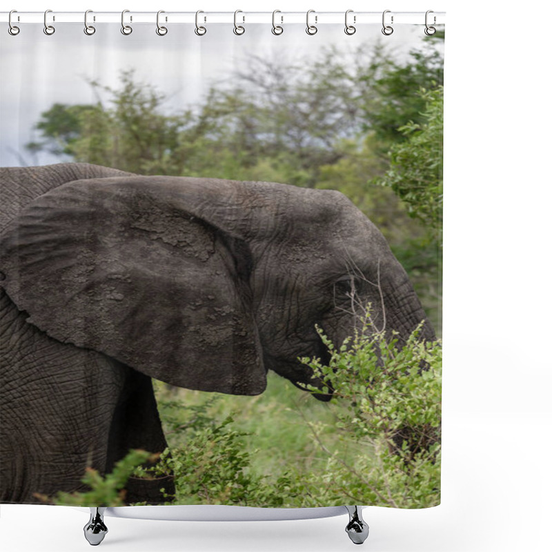 Personality  Elephant Head And Ear In Mud, Side View. Animal In Wild Nature, Surrounded By Lush Green Foliage Shower Curtains