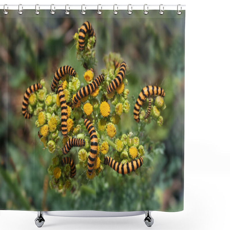 Personality  Tiger Larvae Invasion Shower Curtains