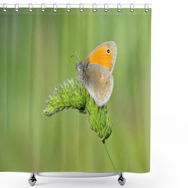 Personality  Photos Of Butterflies Feeding On Flowers Shower Curtains