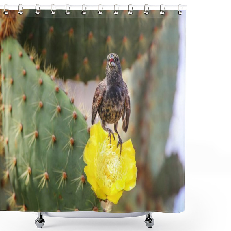 Personality  Common Cactus Finch Sitting On A Cactus Flower, Santa Cruz Islan Shower Curtains