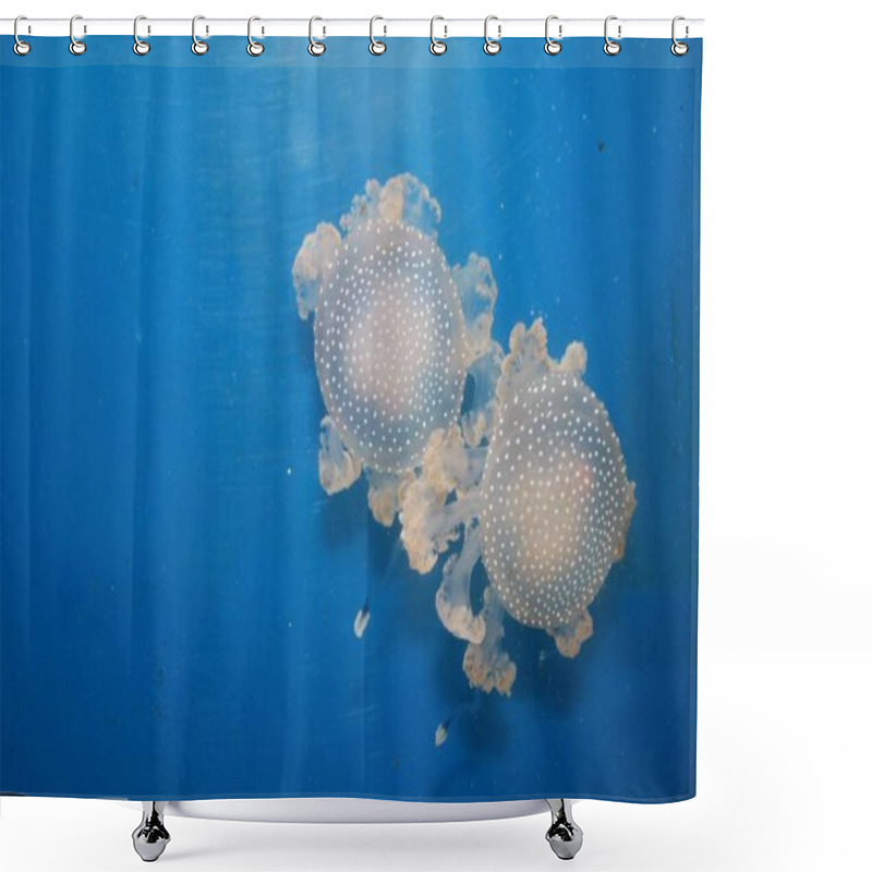 Personality  Two Jellyfish Float Side By Side In A Vivid Blue Tank, Their Translucent Bodies Highlighted By Soft Light As They Pulse Gently In The Water. Shower Curtains