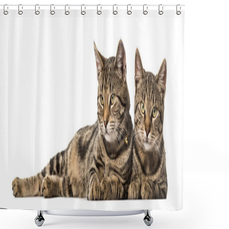 Personality  Two European Cats Lying Side By Side , Isolated On White Shower Curtains