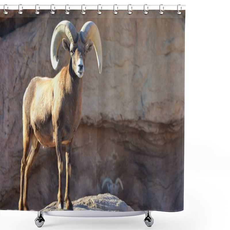 Personality  Bighorn Sheep (Ovis Canadensis) Shower Curtains