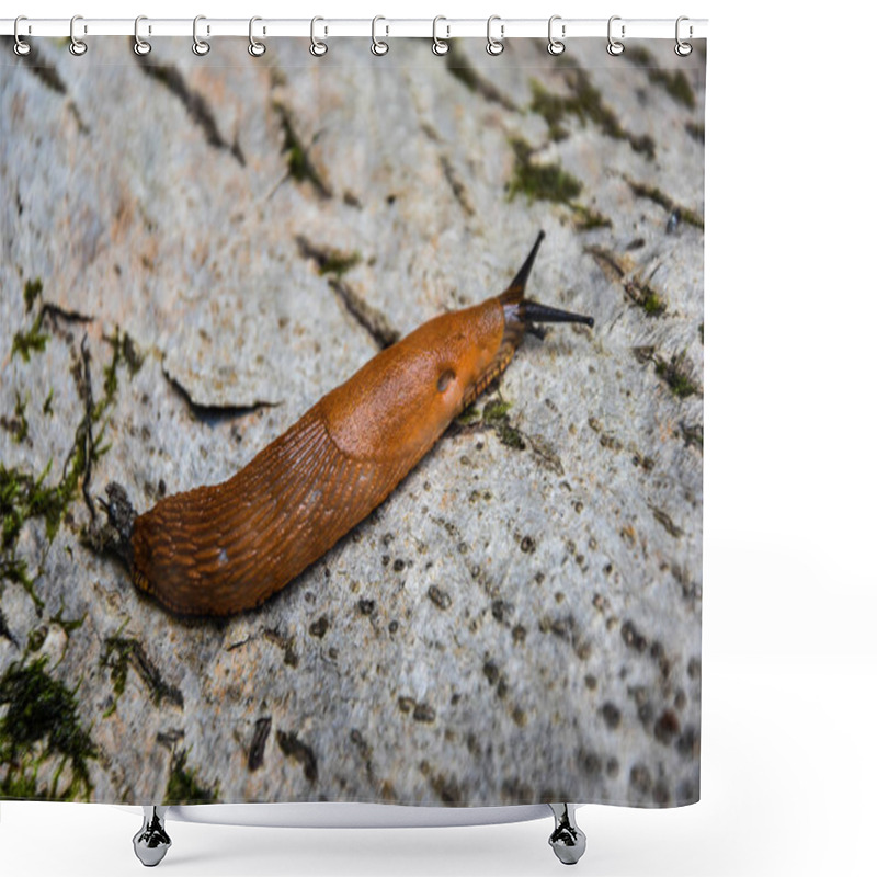 Personality  Slugs In Motion, On Tree Stump.  Shower Curtains