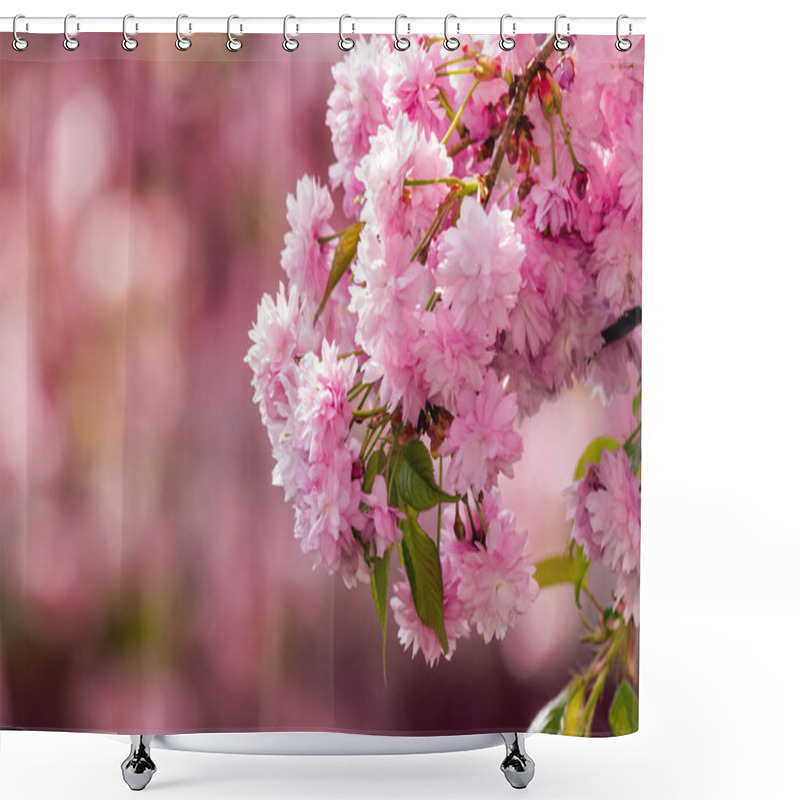 Personality  Pink Flowers Of Sakura Branches Above Grass Shower Curtains