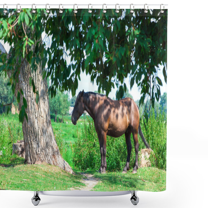 Personality  Old Tired Horse Near The Tree Shower Curtains