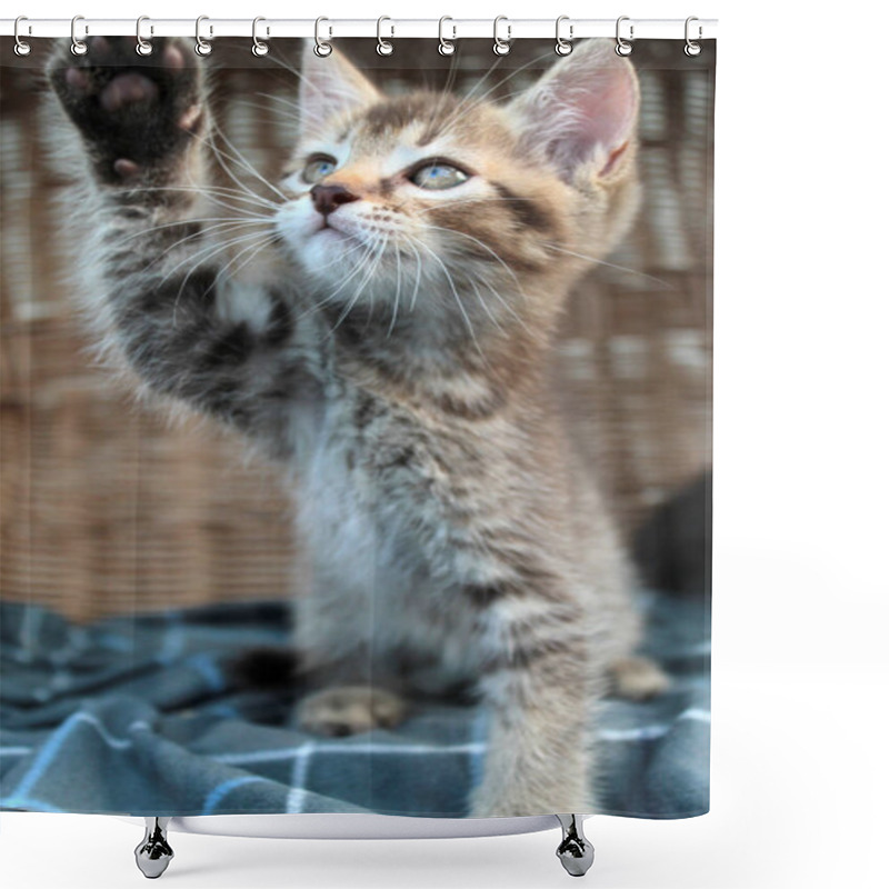 Personality  Touching Little Grey Kitten, British Cat Feline Young Shower Curtains