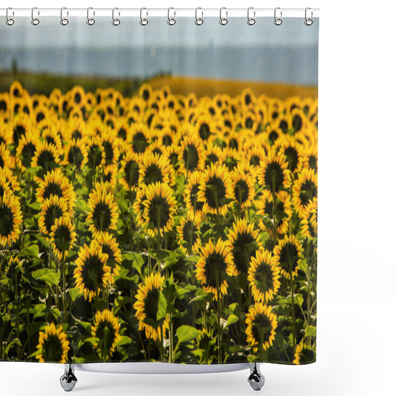 Personality  A Beautiful Field Of Sunflowers In The Sunrise Light. Agricultural Life In The Republic Of Moldova Shower Curtains