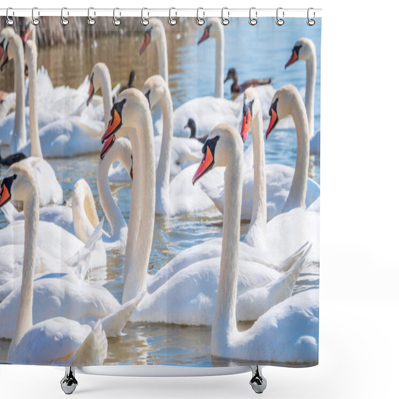 Personality  A Large Flock Of Graceful White Swans Swims In The Lake., Swans In The Wild. The Mute Swan, Latin Name Cygnus Olor. Shower Curtains