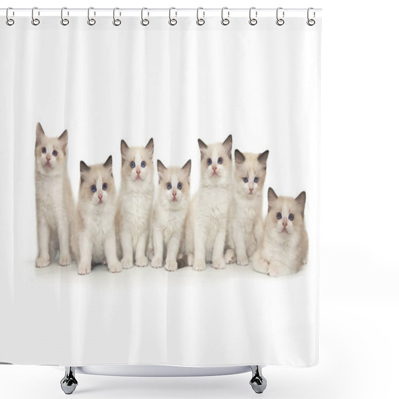 Personality  Seven Small Cute White Ragdoll Kitten With Blue Eyes On A White Background. Shower Curtains