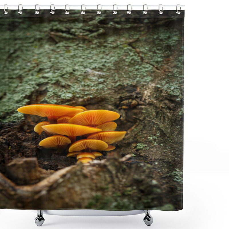 Personality  Small Yellow Mushrooms On A Tree Bark In Autumn Shower Curtains