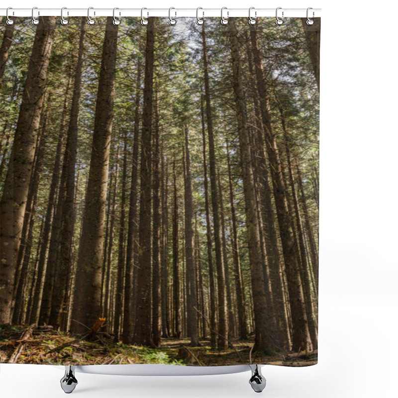 Personality  Wide Angle View Of Tall Pine Trees In Forest  Shower Curtains