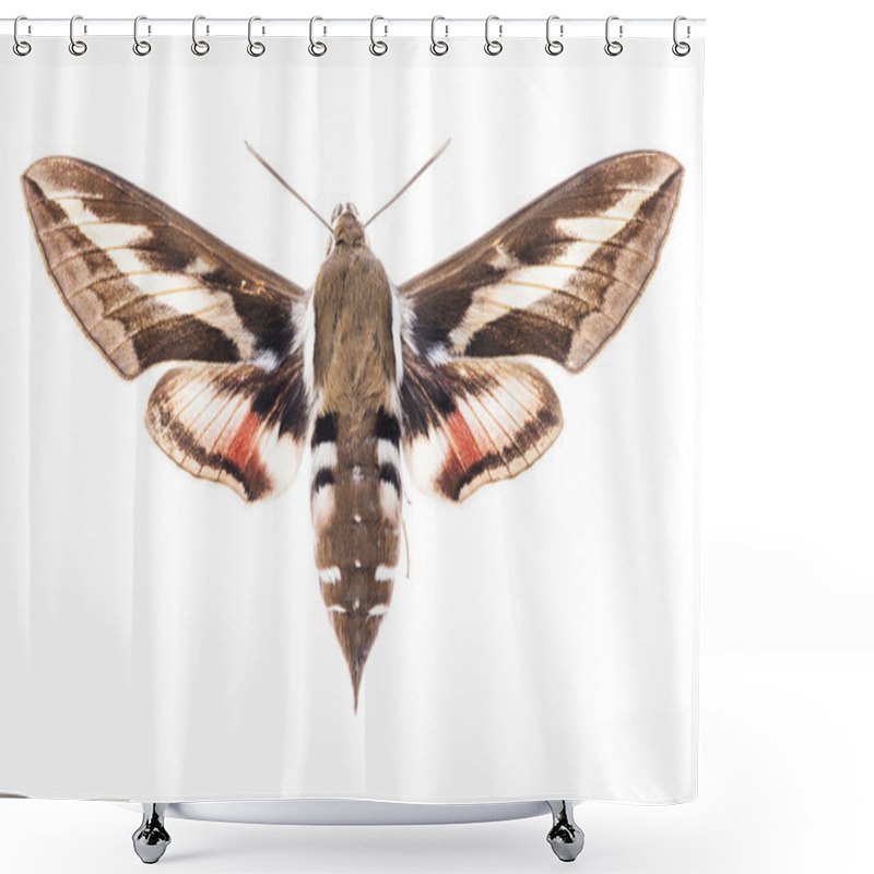 Personality  Bedstraw Hawk-moth Isolated On White Shower Curtains