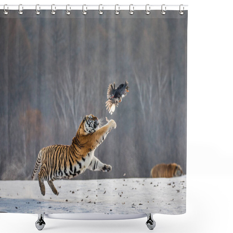 Personality  Siberian Tiger Jumping And Catching Prey Bird In Winter Forest, Siberian Tiger Park, Hengdaohezi Park, Mudanjiang Province, Harbin, China.  Shower Curtains