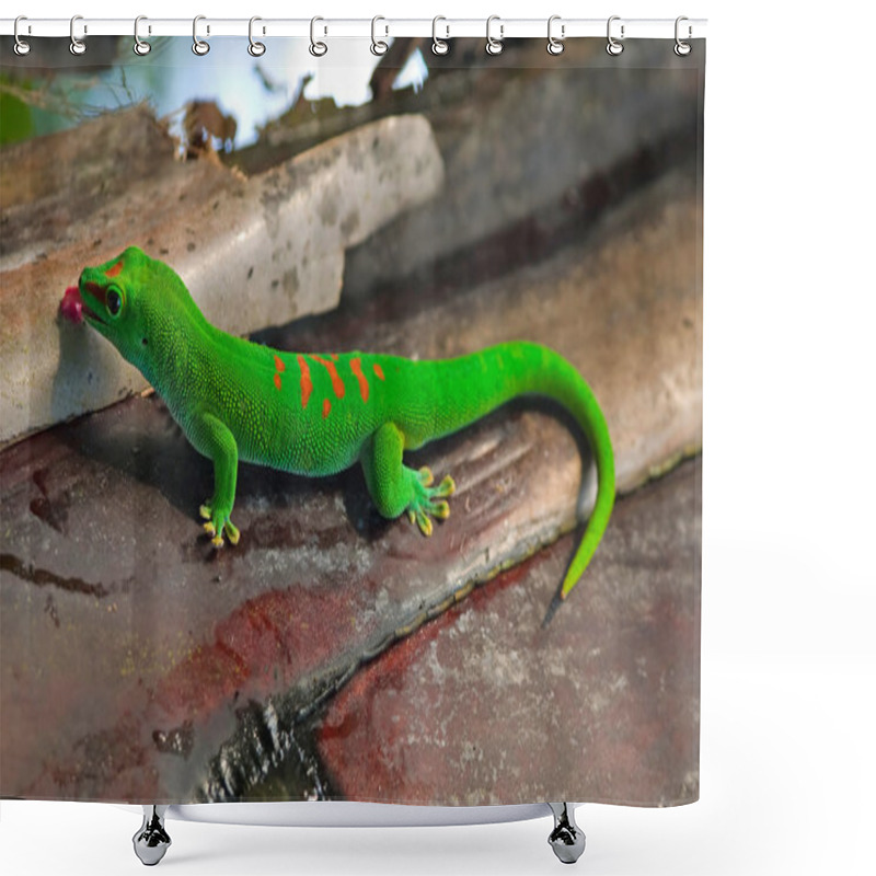 Personality  Madagascar Giant Day Gecko Shower Curtains