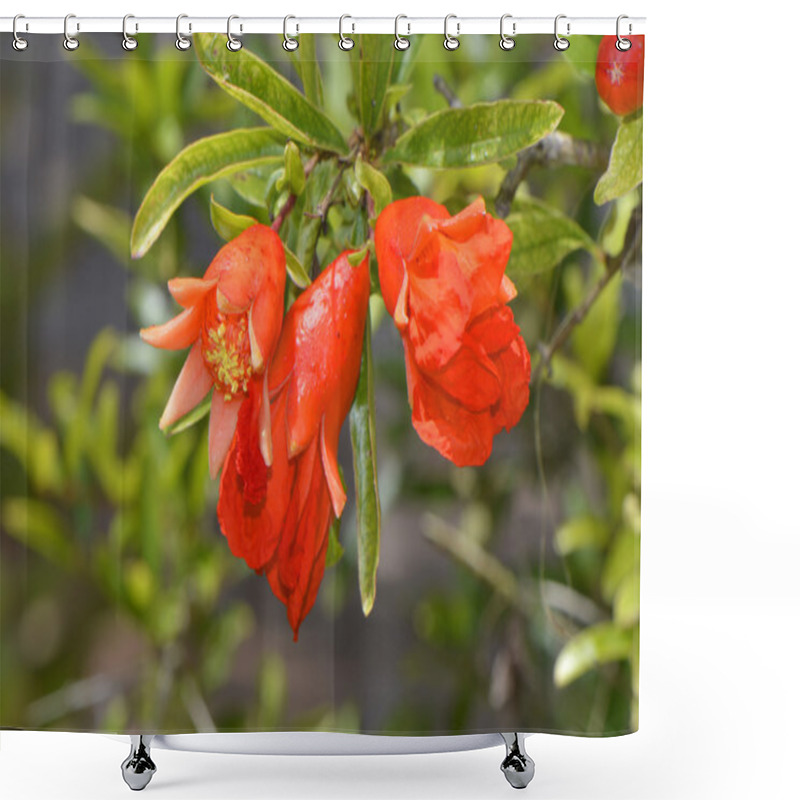 Personality  Dwarf Pomegranate Latin Name Punica Granatum Nana Shower Curtains