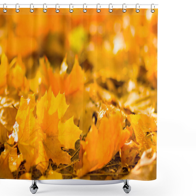 Personality  Yellow Leaves On The Ground. Autumn Pattern With Fallen Leaves. Golden Leaves In Autumn Park. Autumn Loneliness. Blurred Background Shower Curtains