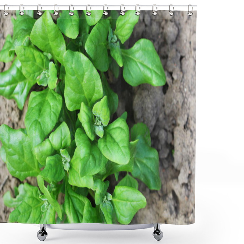 Personality  Tetragonia Tetragonioides, New Zealand Spinach Growing In Garden Shower Curtains