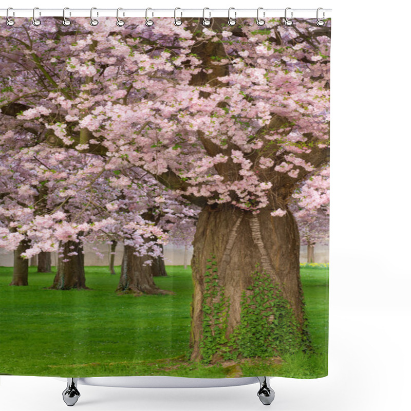 Personality  Gorgeous Cherry Trees Blossoming Shower Curtains