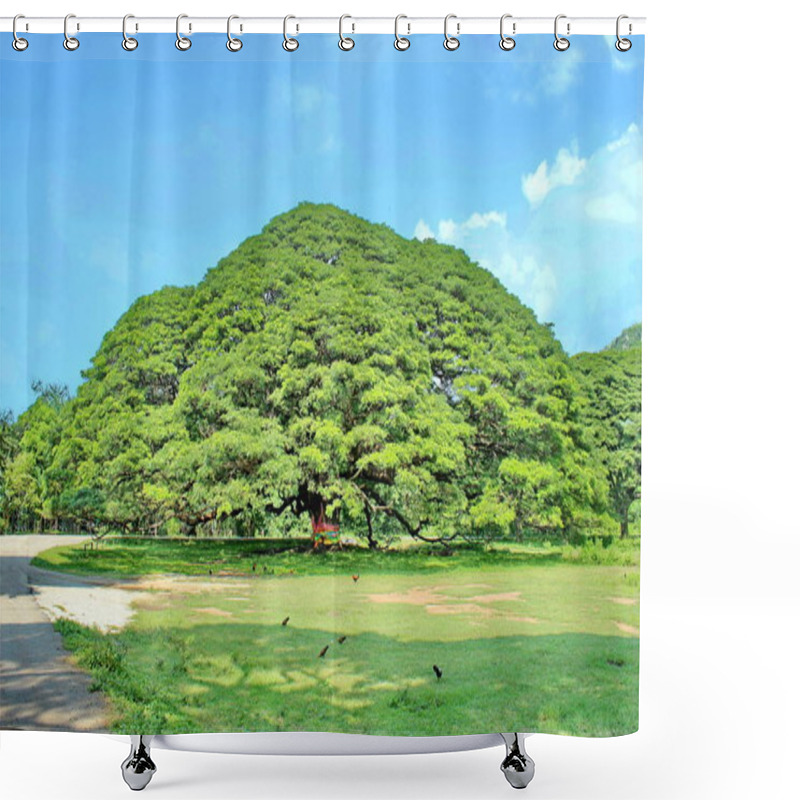 Personality  A Large Tree, 100 Years Old Or Jamjuree In Kanchanaburi, Thailand, Open To Tourists. Shower Curtains