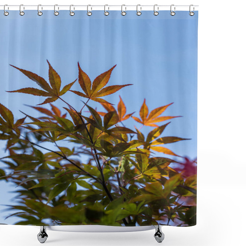 Personality  Bottom View Of Autumn Maple Leaves With Blue Sky At Background Shower Curtains