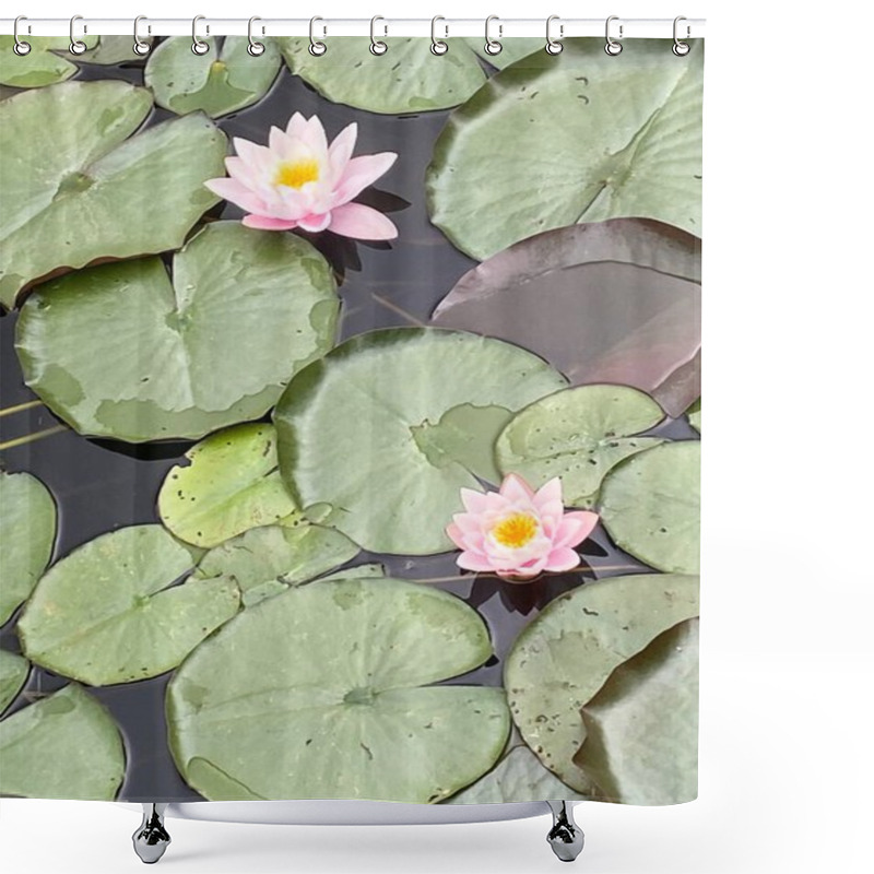 Personality  Lotus Flower In The Garden Shower Curtains