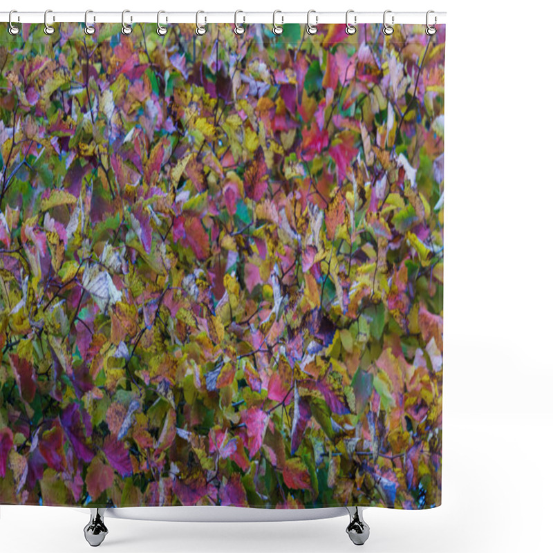 Personality  Bright Background Of Red Leaves Of Maiden Grapes Shower Curtains