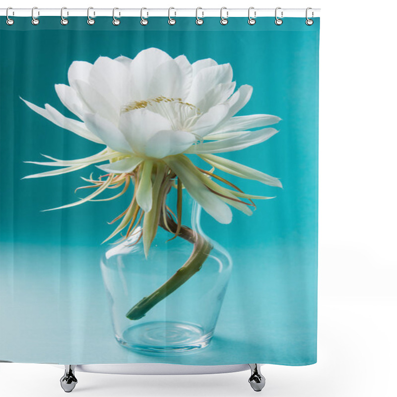 Personality  Saussurea Obvallata / Brahma Kamal Flower Or White Lotus, It Is Native To The Himalayas And Uttarakhand, India, Isolated Shower Curtains