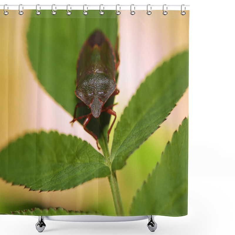 Personality  Shield Bug Or Stink Bug Shower Curtains